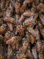 close up of bees and queen bee at a beehive
