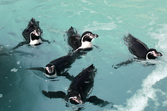 Pingüinos nadando en el agua. Pingüinos en zoo. Nadar. Animal de cerca. Fotografías Subacuática. Pingüinos Sumergidos en Agua