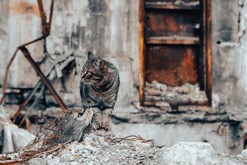 lonely frightened cat near a destroyed and burnt house in Ukraine