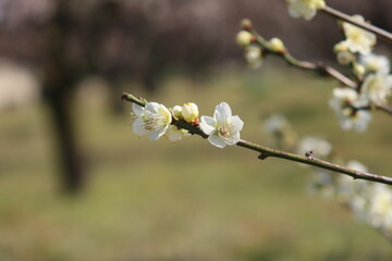 大阪城公園梅林の白梅
