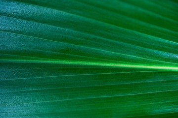 Tropical leaves, abstract green leaves texture, nature background. Abstract green leaf texture, nature background, tropical leaf