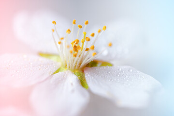 Obraz premium Almond blossom macro photography. Spring flowers background