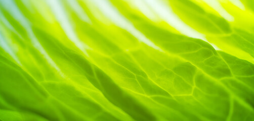 Closeup Fresh organic green leaves salad plant. Abstract background