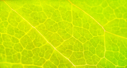 Close-up of a leaf. Close-up of green plant leaf and stem. Macro photography of a plant leaf. Abstract background