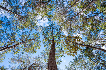 branches against blue sky