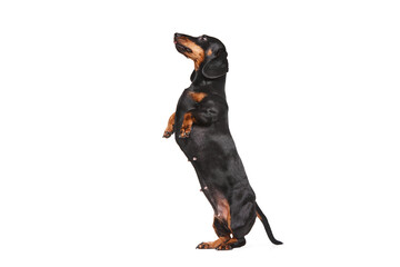 Purebred smart adorable dog, black Dachshund standing on hind legs isolated over white studio background. Training commands. Concept of domestic animal, pet care, dog friend, happiness