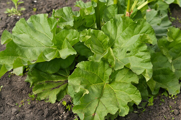 rhubarb plant grows in the summer in the garden.