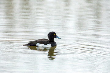 A tufted duck on the water