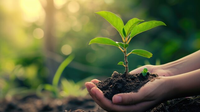 Hand Planting Young Tree Seedling in Soil.  Arbor Day