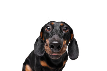 Close-up of muzzle of purebred black dog, Dachshund looking at camera isolated over white studio...