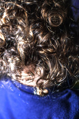 Natural curly hair, little girl with light brown curls and golden reflections