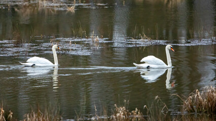  two swans in the lake