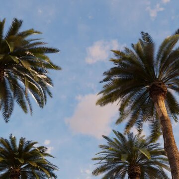 Palm trees against the background of the evening blue sky