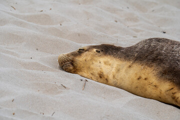 Australian fur seal at Seal Bay Conservation Park, Kangaroo Island