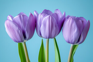 Three purple tulips on a blue background. March 8, International Women's Day.