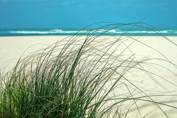 Herbs on the sandy shore of the Persian Gulf. Abu Dhabi. The perfect beach for a seaside holiday