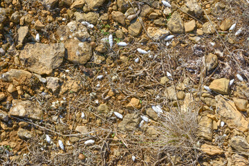 Soil surface on top of Perchem mountain near Sudak, Crimea.