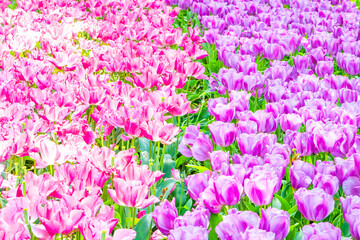 A group of tulips on a field in the garden. Keukenhof, Holland