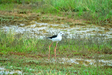 Black-winged stilt (Himantopus himantopus) alarms about nest, mobbing response. Typical habitat of stilt with saltworts in shallow saline water bodies, saltmarsh-grass, glasswort. North Black Sea
