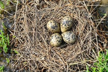 Obraz premium Birds of salty marshes. Helium. Black-winged stilt (Himantopus himantopus) nest between samphire (Salicornia), seapoa (Puccinellia), saltwort (Salsola) in very damp habitat. Steppe Black Sea region