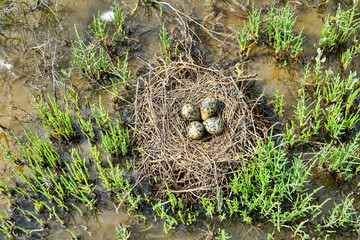 Birds of salty marshes. Helium. Black-winged stilt (Himantopus himantopus) nest between samphire (Salicornia), seapoa (Puccinellia), saltwort (Salsola) in very damp habitat. Steppe Black Sea region