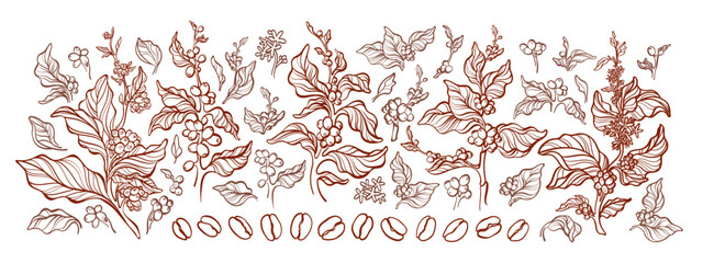 Fototapeta premium Coffee tree, branch, bean. Engraving outline set