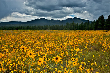 Vibrant wildflowers in a field with majestic mountains in the background. San Francisco Peaks