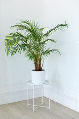 Areca Palm tree Decorative. Dypsis lutescens plant in pot. Chamaedorea green large palm tree in flowerpot on floor. Houseplant care and gardening concept. Chrysalidocarpus in Interior design room