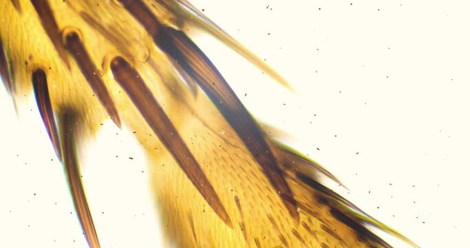 Leg of fly under a microscope with floating bacteria, microbes and living organisms. Housefly leg under extreme zoom. Insect under a microscope. Fly under a scope. Musca hairy leg extreme close up.