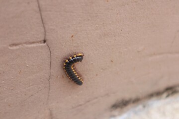 Yellow-spotted millipede or Harpaphe haydeniana walking on the wall of a building.
