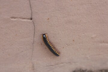 Yellow-spotted millipede or Harpaphe haydeniana walking on the wall of a building.