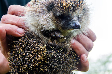 White-breasted hedgehog (Erinaceus concolor) in Crimea. An adult mammal in the hands against the...