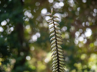 seeds of Vriesea plant in garden on Tenerife.
