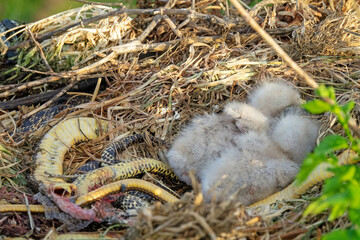 Long-legged buzzard (Buteo rufinus) nestlings are 5 days old, elder's eyes are open. Parents brought Balkan snake (Coluber jugularis) as food, feed chicks by tearing off small pieces of snake muscles