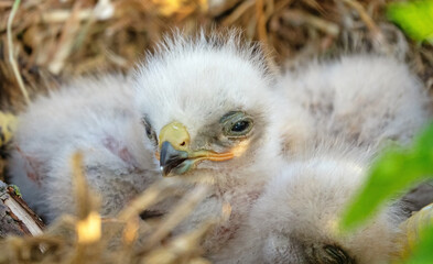 Long-legged buzzard (Buteo rufinus) nestlings are 5 days old, elder's eyes are open. White chicks in the first downy plumage, they don 't hold heads well, sleep a lot. Crimea, Kerch Peninsula