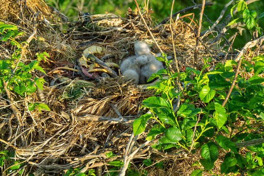 Long-legged buzzard (Buteo rufinus) nestlings are 5 days old, elder's eyes are open. Parents brought Balkan snake (Coluber jugularis) as food. View of nest and surroundings at Field elm (Ulmus).