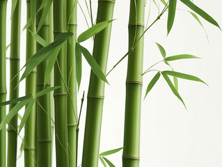 Fototapeta na wymiar bamboo leaves on a white background