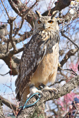 大阪城のミミズク