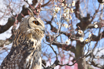 大阪城のミミズク
