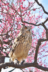 大阪城のミミズク