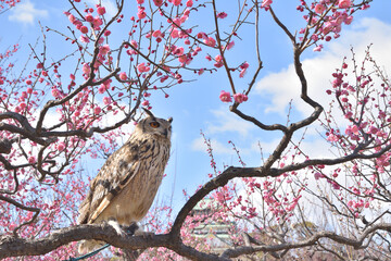 大阪城のミミズク