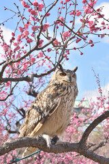 大阪城のミミズク