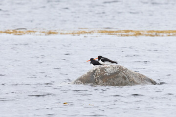 A flock of Eurasian oystercatchers stands on a large rock - 733730084