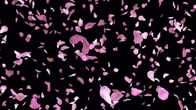 sakura petals cherry blossom petals animated transition side to explode with alpha channel 60fps 4k
