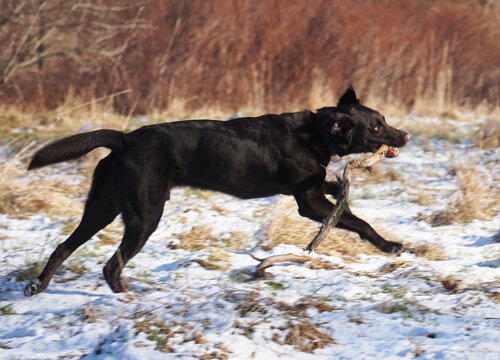 Hund erfolgreich auf St&ouml;ckchenjagd