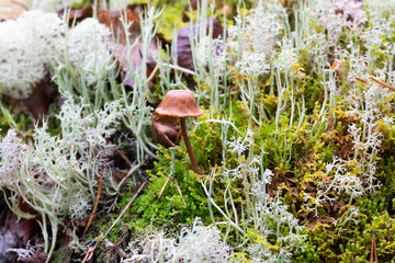 Small mushroom among the moss - 733730413