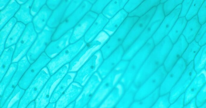 Epidermis under a microscope. Allium seale epidermis. Allium epidermis. Focusing microscope on the outer layer of tissue in a plant. High definition quality, 4K