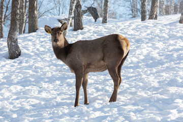 Red deer female in a pasture in winter, Altai - 733730689