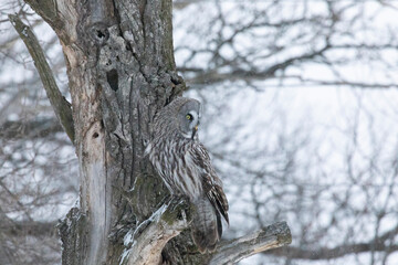 Great gray owl sitting on a tree branch close up