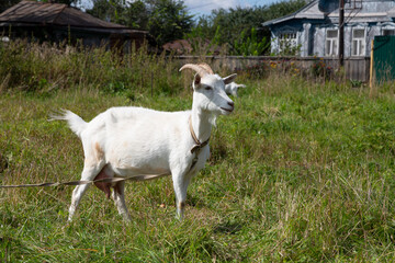 White goat is grazed on a meadow - 733730696